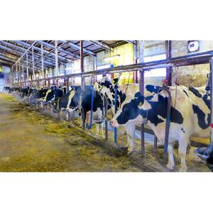 6カ月 定期便 ミルキークラウン バニラアイスクリーム10個|  アイス