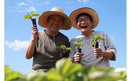 【先行予約】【2026年12月中旬より順次発送】福岡県産　あまおう　4パックセット【ナチュレッシュ・ファーム】_HA1335