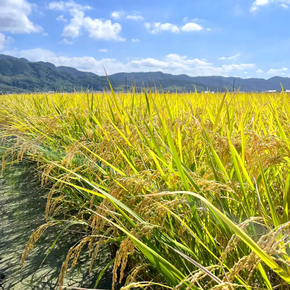 《令和7年産》 自然栽培米 くらら 精米 5kg （八代産ヒノヒカリ）