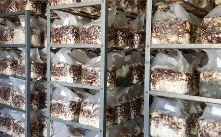 生しいたけ 15枚入 BKAY014