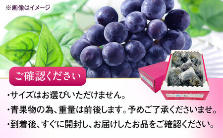 【先行予約】ピオーネ 青秀以上 4-6房 2kg BKAY010