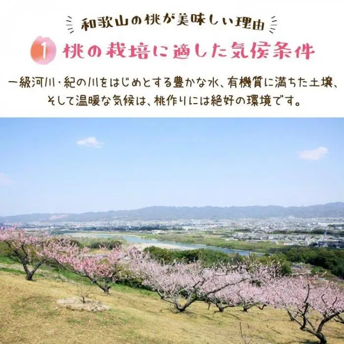 フルーツ王国 和歌山 の 桃 約2kg（fr-06）_ 先行予約 2026年6月中旬から7月下旬発送［MS107］