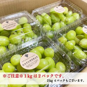 【2026年8月中旬頃から順次発送】シャインマスカット 1kg バラ粒 500g 2パック 小分け 新着 人気  シャインマスカット マスカット マスカット  マスカット  マスカット  マスカット  マスカット  マスカット  マスカット  マスカット  【GL004】