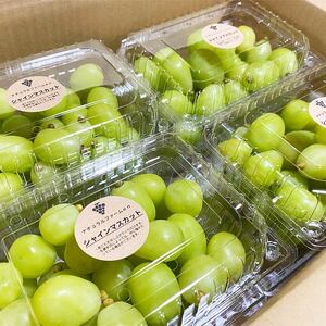 【2026年8月中旬頃から順次発送】シャインマスカット 2kg バラ粒 500g 4パック 小分け 新着 人気 シャインマスカット  マスカット  マスカット  マスカット  マスカット  マスカット  マスカット  マスカット  マスカット  マスカット  マスカット 【GL006】