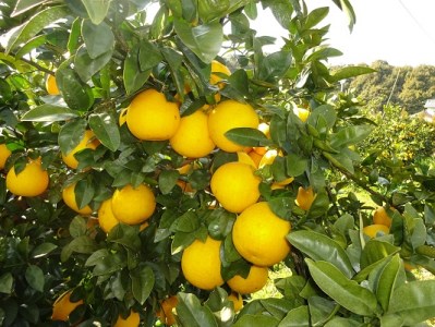 河内晩柑 5kg 家庭用 西尾農園の晩柑 晩柑