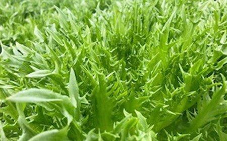 水耕 栽培 新鮮 葉物 野菜 Cセット GreensFarm ホタル サラダ 和え物【2026年11月上旬～2027年6月上旬発送予定】