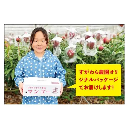 宮古島すがわら農園　【訳あり】完熟マンゴー1kg（2～3玉）（FR003）