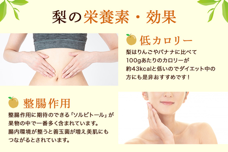 【数量限定 / 夏季限定】 梨（秋月）約5kg 梨 なし ナシ 日本梨 あきづき アキヅキ 17-X 【9月上旬～中旬発送予定】