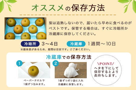 【数量限定 / 夏季限定】 梨（新高）約5kg 梨 なし ナシ 日本梨 にいたか ニイタカ 17-Y 【9月中旬以降発送予定】