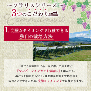 父の日 ワイン 信州ワイン 赤 白 ソラリス スタンダードセット ワインセット フレッシュ 果実香 ほどよい酸味 アロマ 果実味 タンニン
