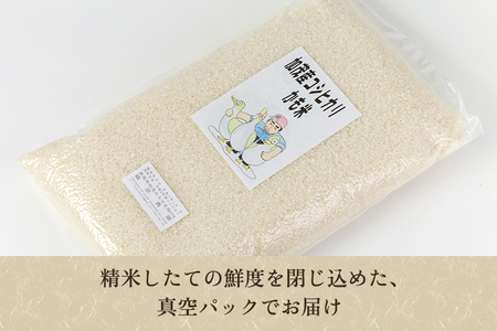 【令和7年産米】新潟産コシヒカリ「かも米」精米5kg【無農薬・無化学肥料】白米真空パック