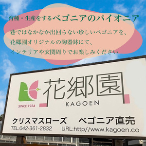花郷園オリジナル　恋するハート型ベゴニア「マザーズ・ディ」　【花・フラワー・インテリア・屋内・屋外・ギフト・鉢植え・園芸・初心者】