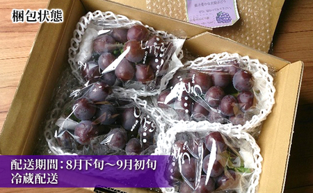 大玉 ぶどう 藤みのり 2房 セット 詰め合わせ 高級品種 ブドウ 葡萄 果物 くだもの フルーツ 藤稔り 旬の果物 旬のフルーツ 季節の果物 季節のフルーツ 産地直送 ギフト 贈り物 プレゼント 神奈川 神奈川県 綾瀬市