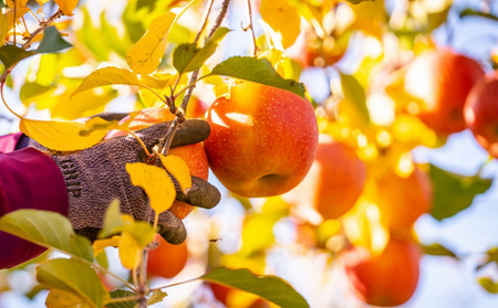 【信州産】りんごの個性にびっくり！ジュース6種セット（1,000ml×6本） 果実飲料 ミックスジュース りんごジュース 飲み比べ サンつがる サンふじ 王林 ゆず 人参 
