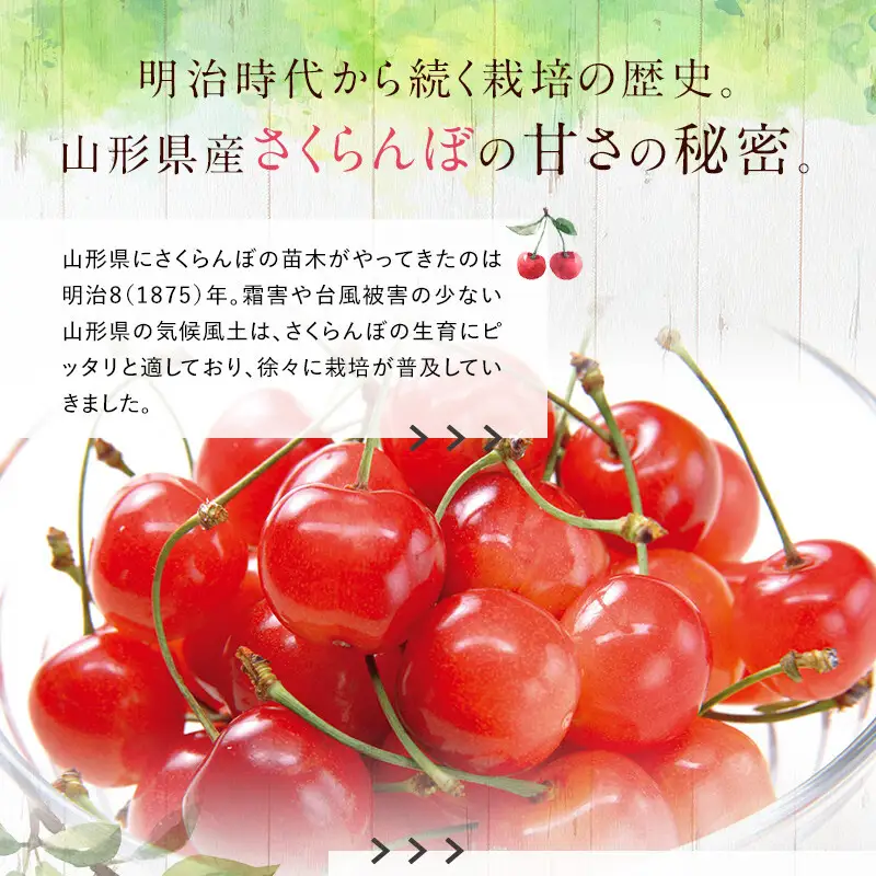 【令和8年産先行予約】 さくらんぼ 「佐藤錦」 約1kg (約500g×2パック 秀 L以上) バラ詰め 《令和8年6月中旬～発送》 『マルタニ農園』 小分け サクランボ 果物 フルーツ 産地直送 生産農家直送 山形県 南陽市 [1217]