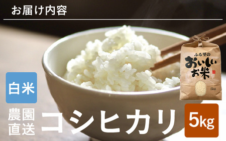 【先行予約】【令和8年産・新米】【白米 5kg】 コシヒカリ 5kg 【2026年10月上旬以降順次発送】 [A-8934_01]