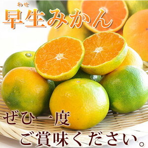 G7098_ 紀州和歌山有田産 ゆら早生みかん 10kg【ミカン 蜜柑 柑橘 温州みかん わせみかん】