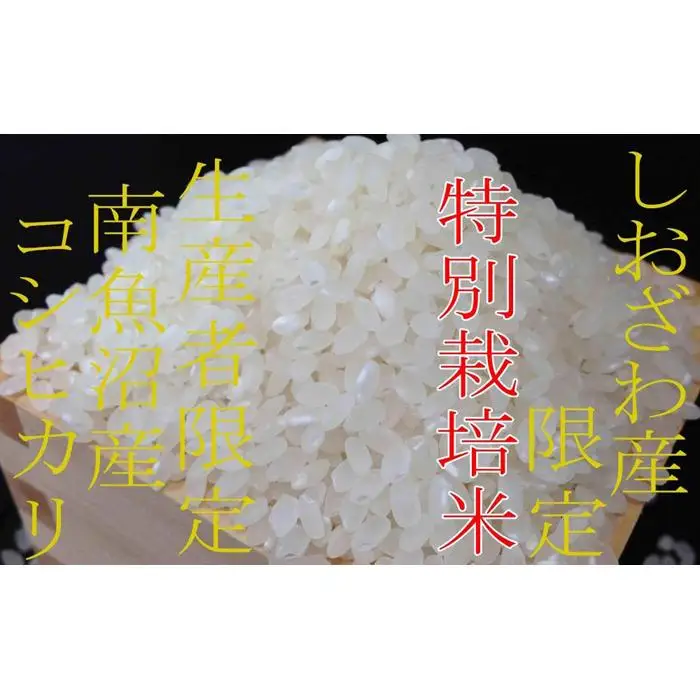 【令和7年産】【定期便6kg×6ヶ月】特別栽培 しおざわ産限定 生産者限定 南魚沼産コシヒカリ【定期便 銘柄米 ブランド米 精米 こしひかり コシヒカリ 魚沼産 新潟米 産地直送 お米 米 こめ コメ ご飯 御飯 ごはん】