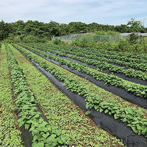 鹿畑ポテト小屋の生さつまいも 紅はるか 計 約5kg（４kg+約25％補償分） 【鹿嶋市 減農薬 熟成 貯蔵 サツマイモ 生芋 べにはるか 送料無料 5キロ 10000円以内 1万円以内】 (KBR-10)