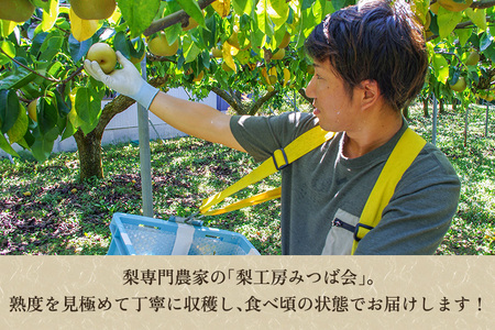 【2026年先行予約】新潟県産 和梨 新興 5kg（6〜12玉）《10月下旬以降発送》しんこう 梨工房みつば会