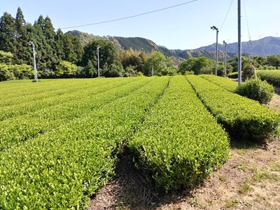 MINOgreentea ティーバッグ セット ／ 煎茶 玄米茶 ほうじ茶 無農薬 オーガニック 有機 お茶 三重県 度会町