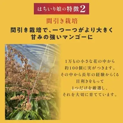 【数量限定/先行予約】マンゴー「はちいり（鉢入り）娘」（ご家庭用1kg箱入り）