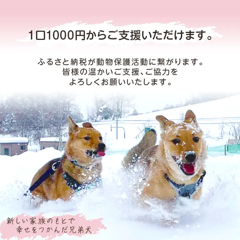 【野犬の保護活動】 1000円分 動物 犬 返礼品なし_H0039-001