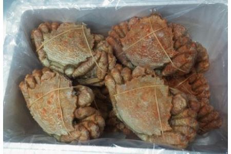 【北海道根室産】クリガニ12尾(計3.6kg前後) D-57030
