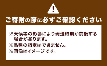 旬の野菜 定期便 計3回 旬の野菜 10品【養生市場】定期便 品種おまかせ ランダム 3ヶ月お届け 計3回 詰め合わせ セット 野菜 九州産 熊本県産《お申し込みの翌月から出荷》