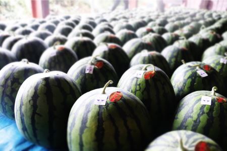 【期間限定】黒皮 スイカ ( 赤色 ) 5kg ～ 7kg x 2玉 種が少なめ [米吉農園 石川県 志賀町 BA4114]