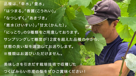 農園直送！おまかせ 梨 3kg 【7月下旬発送開始】 