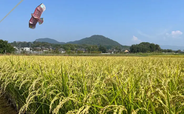 〈令和7年度産米〉 【先行予約】【天日塩を使用】一鹿米 旭一号 玄米 20kg【株式会社 夢アグリ】 令和7年産 [ZCL006]