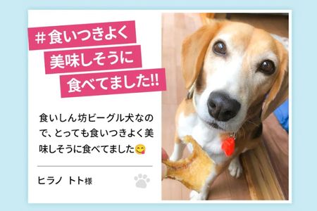 UMINO PET サメ肉ジャーキー 40g [石渡商店 宮城県 気仙沼市 20563930]