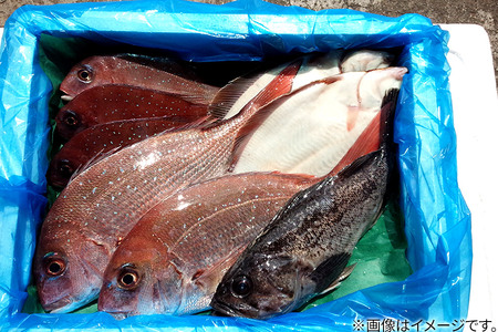 男鹿船川港直送おまかせ旬の地魚セット（大）秋田県 男鹿市 萬漁水産