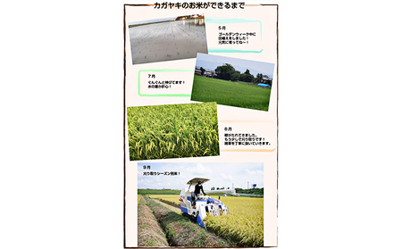 カガヤキ農園 新潟県産 特別栽培米 コシヒカリ 5kg 米 精米 白米 こめ コメ お米 おこめ こしひかり 新潟 新潟県特別栽培農産物認証取得 新潟県 