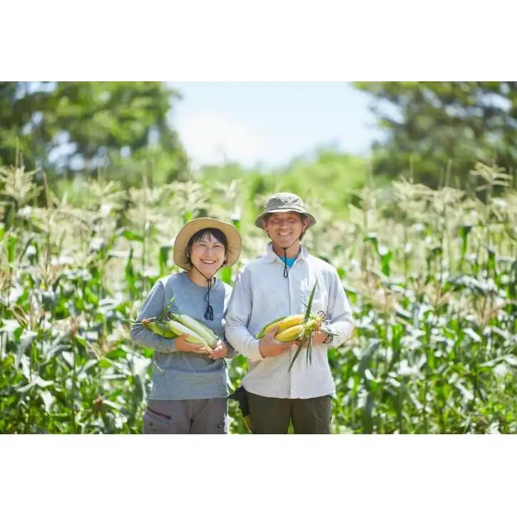 朝採りスイートコーン 10本セット 野菜 とうもろこし 