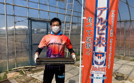 【アルビ米】新潟産コシヒカリ精米2kg×2袋 お米 白米 ブランド米 銘柄米 ご飯 おにぎり お弁当 和食 主食 国産 炭水化物 直送 産地直送 