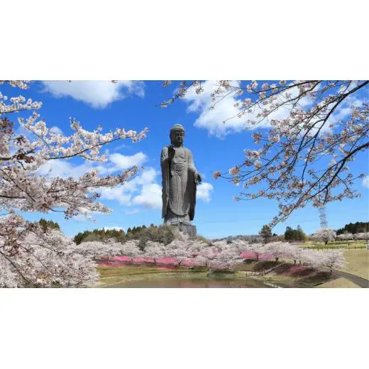 地上20ｍ 牛久大仏 足元 お身拭い 体験 ツアー ※ 平日限定 ※ （ 5名様まで ）