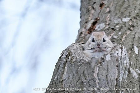 ※おひとり様1点限り※ 富士フイルム レンズ XF150-600mmF5.6-8 R LM OIS WR カメラ 望遠 超望遠 ズーム APS-C 防滴 防塵 ミラーレス Xマウント FUJIFILM フジノンレンズ【富士フイルムイメージングシステムズ株式会社】ta343