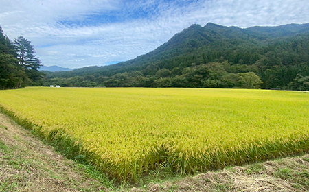 三陸山田産 銀河のしずく 5kg 令和7年産 ささきファーム 岩手県 三陸山田 山田町 米 お米 白米 精米 農産品 農家 YD-944