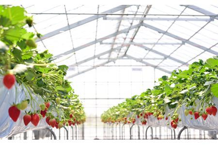 ＜数量限定！！＞フレッシュベリーの完熟冷凍いちご！大中小サイズ混合約２kg（１kg×２袋）やよいひめ・かおり野・紅ほっぺ・もういっこ ≪イチゴ 苺 ジャム ヨーグルト おやつ≫