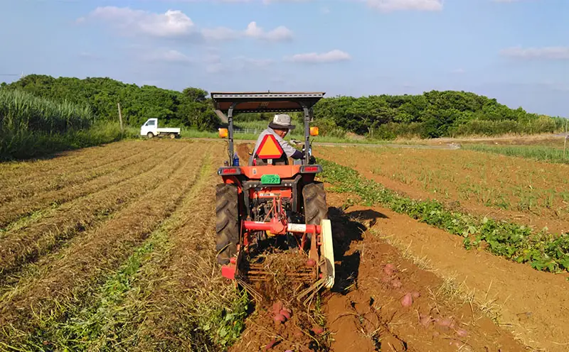 まるで畑のチョコ！沖縄久米島生まれ「焼き紅芋」5袋セット 紅いも お芋 イモ 焼き芋 焼きいも 沖夢紫 熟成 しっとり 甘い ホクホク 高糖度 粘り気 糖分 アントシアニン 国産 スイーツ おやつ 栄養満点 ダイエット 小分け