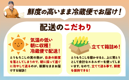 北海道産 とうもろこし 2種 10本 (おひさま7本 ロイシー3本) 糖度20度以上