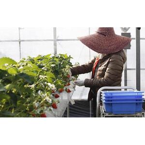 農家がつくったジェラートセット5個入