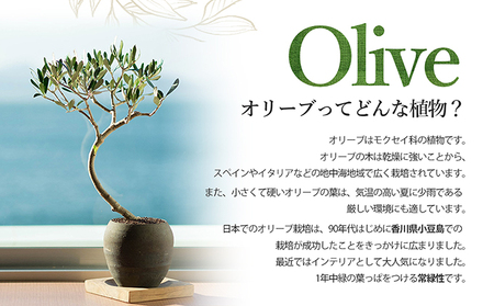 【 小豆島 】オリーブのミニ盆栽 olive（ コリーブ ） 植物 観葉植物 オリーブ 盆栽 ミニ インテリア コンパクト 香川 香川県 土庄 土庄町