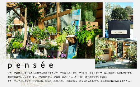 【 小豆島 】 オリーブ苗木 （４号ポット）1本 植物 観葉植物 オリーブ 苗木 インテリア 香川 香川県 土庄 土庄町