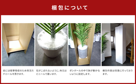 次世代型インテリアグリーン　DiamondPlants　Grande【リビング 寝室】 ナノダイヤモンド 触媒 コーティングして 抗菌 抗ウィルス 消臭 防カビ 抗酸化作用 植物  トネリコ・ホワイト鉢