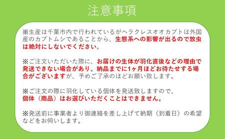 ヘラクレスオオカブト成虫メス単品（♀サイズフリー）【 生き物 昆虫 男の子 子供 飼育観察 自由研究 自然 環境 学習 孫 プレゼント 学び 】 
