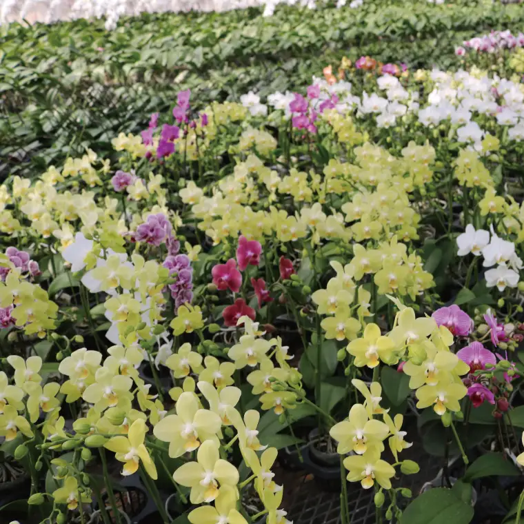 おまかせミニ胡蝶蘭（3本寄せ21輪以上）【陶器鉢】【お花 花 コチョウラン 胡蝶蘭 蘭 贈り物 プレゼント 誕生日 お祝い 誕生日 母の日 父の日 敬老の日 鹿嶋市 茨城県】(KAR-5)