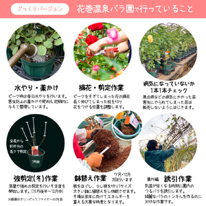 花巻温泉バラ園で育った「バラ大苗」7号サイズ -園長におまかせ-　【1659】
